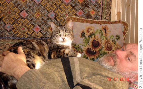 Любимая кошка