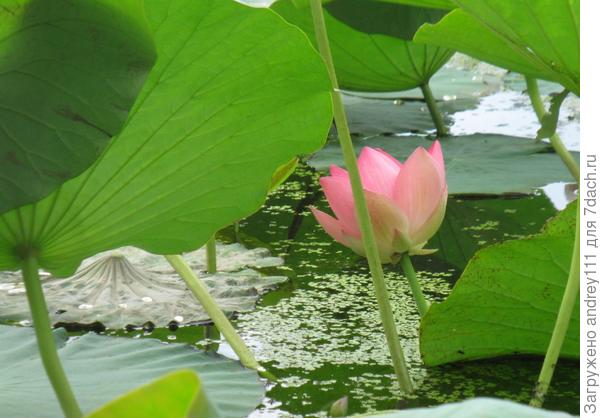 Вот ее дом и ее корона.