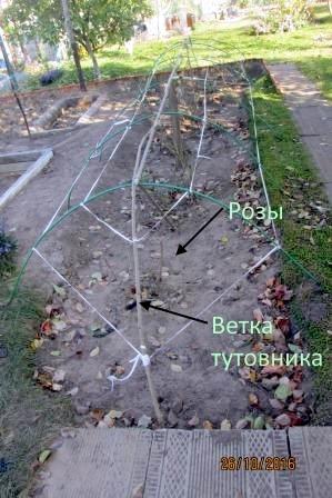 укрываем розы