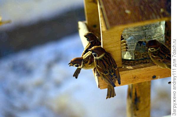 правильные воробушки