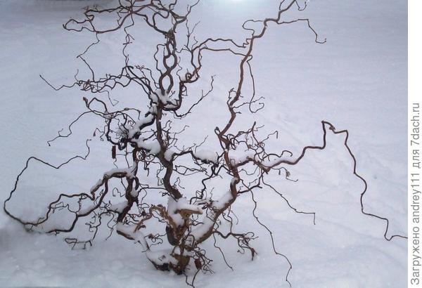 Только не обижайтесь на мое самовольство.