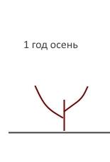 1 год осенью обрезать приросты на 2-3 почки