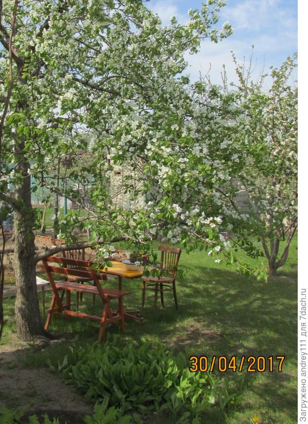 этой клумбочке ландышей уже 25 лет.