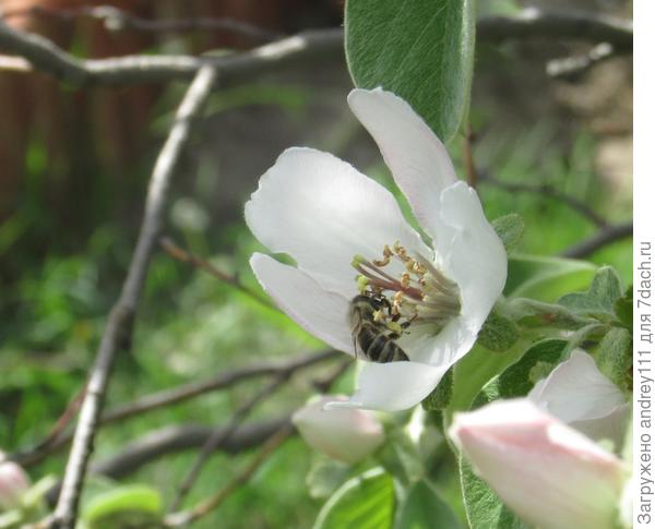 Удача, этот только что раскрылся!