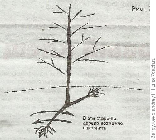 рисунок из интернета