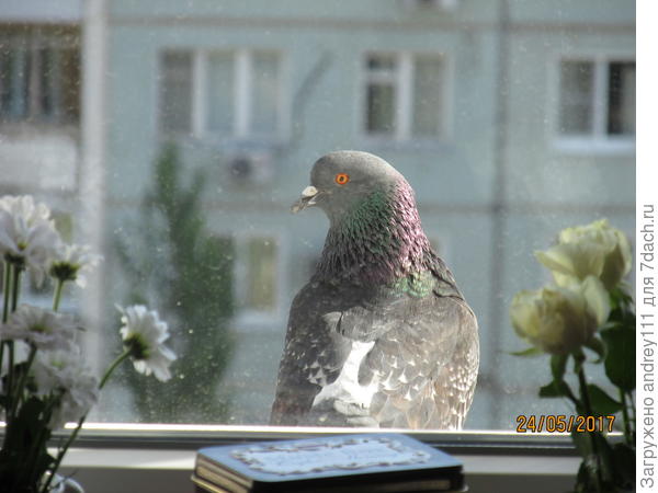 "Кто ходит в гости по утрам, тот"... вообще в гости не попал!