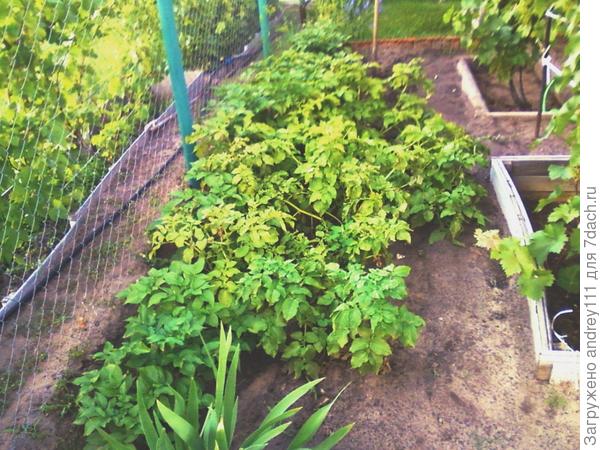 С этой грядки выкопали уже 5 кустов около ведра молодой картошки.