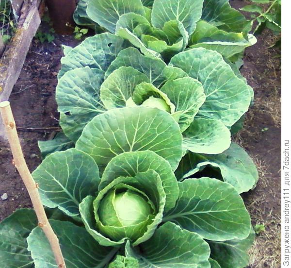 А это первый