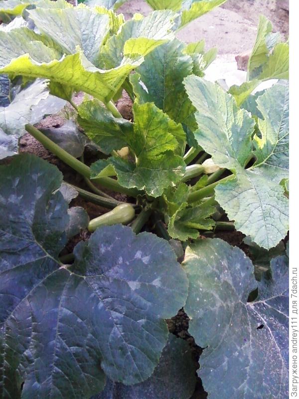 Кабачков сняли уже штук 5 этот еще подростет.