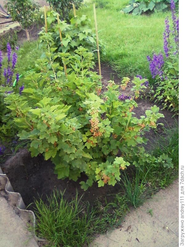 Белая смородина на подходе.