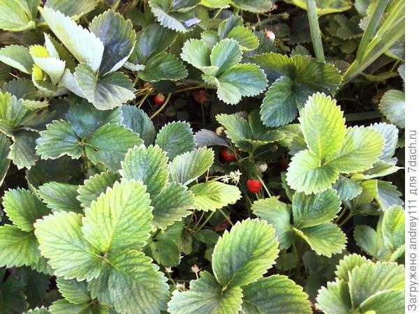 Клубника последняя. Потрудилась в этом году на славу.