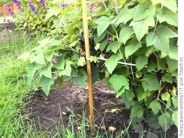 Черная тоже почти готова.