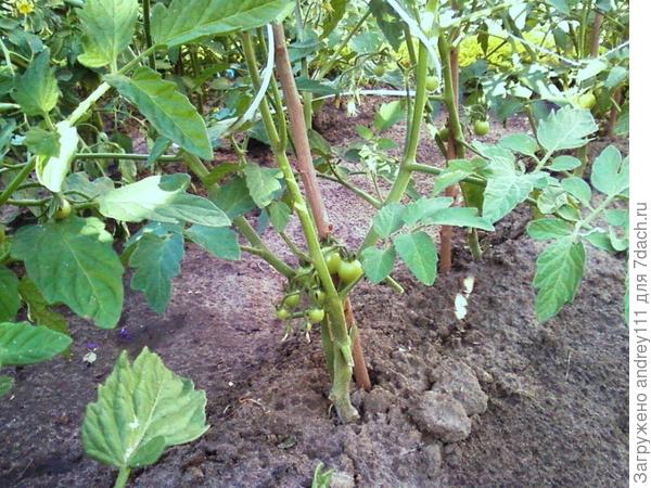 И такие (чери)