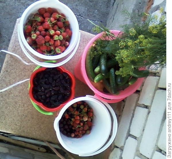 Предпоследняя клубника, предпоследняя вишня, тутовник, огурцы на картошке.