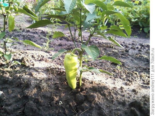 Перец уже вполне съедобный, правда только один.