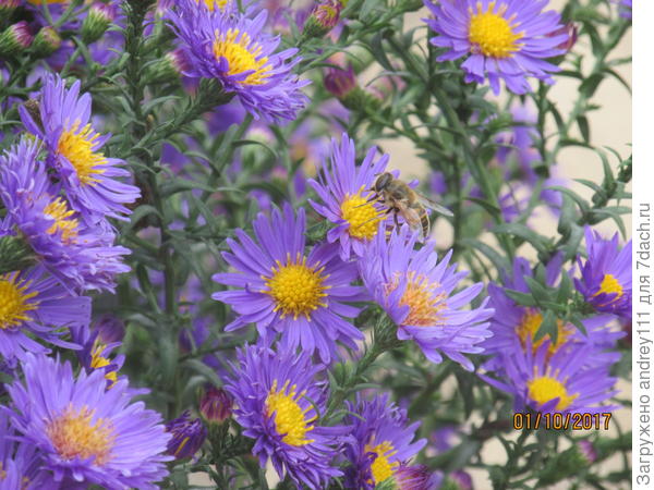 Последнее лакомство журчалки