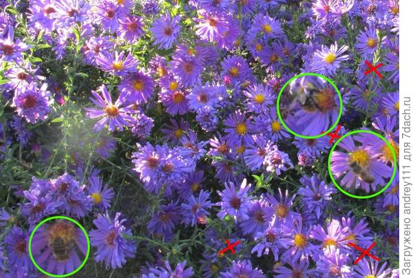 Там где нолики -пчелки, там где крестики - фантомы пчелок из увядших цветов.