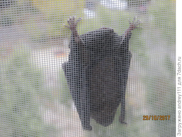 Монстр из глубин небытия