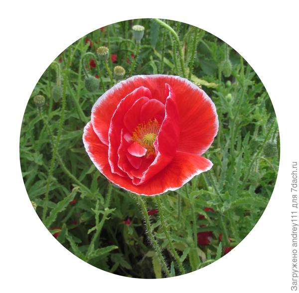 Я и спереди красавец...