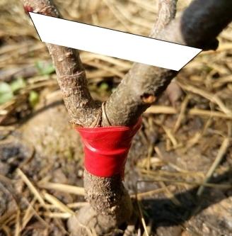 Фиксация разлома