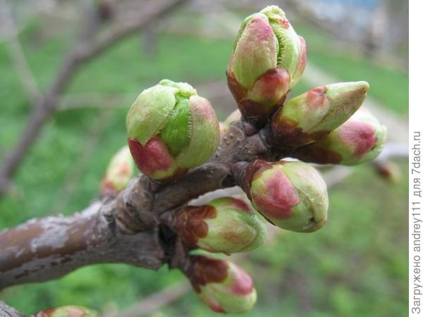 фото из интернета