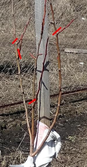 1) В виде чаши.