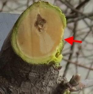 Такие разрывы коры плохо зарастают.