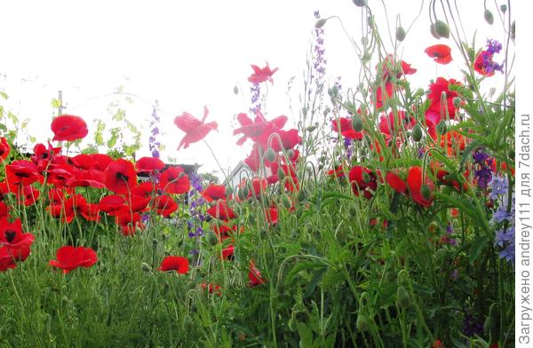 Найдите розовую птичку!