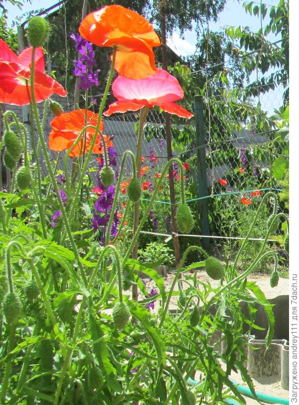 Потомки Аленького цветочка