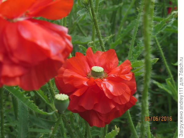 Этот размахрился