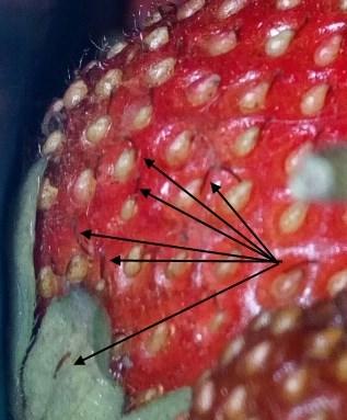 вот эти маленькие черточки очень похожи на взрослых трипсов.