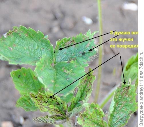 Вот они злодеи!