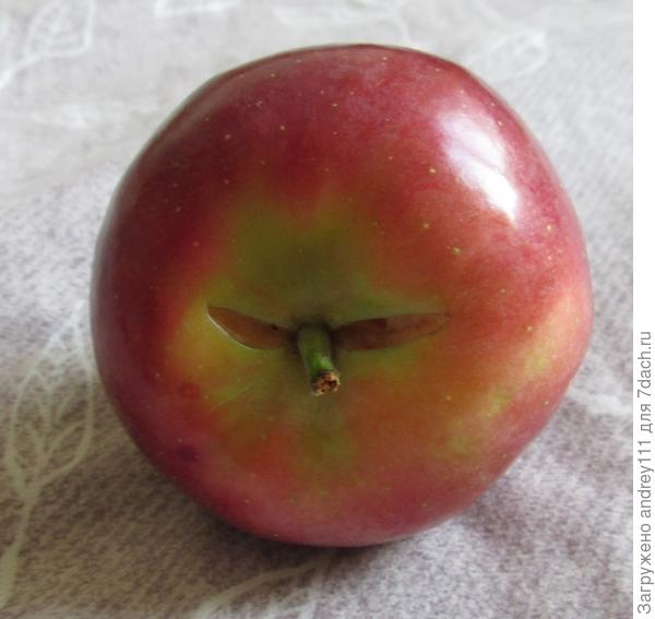 - Висишь, висишь, аж треснул от нетерпения, а тебе все некогда! Попробуй  вот только укуси теперь!