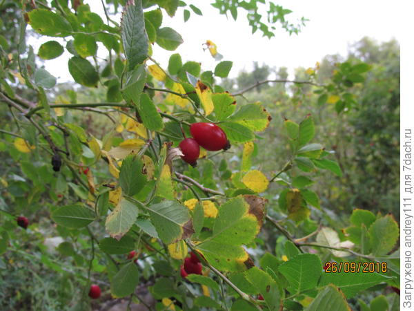 Бесплатные витамины на зиму.