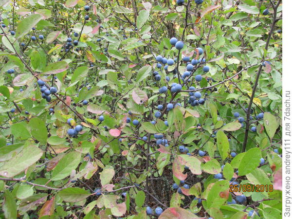 Теперь уже терн в лесу никто не собирает. Все птицам.
