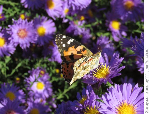 Зато на солнышке весело!