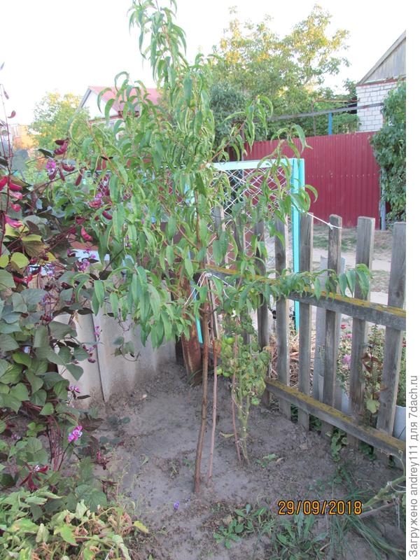 Так вот и растет &amp;quot;спустя рукава&amp;quot;.