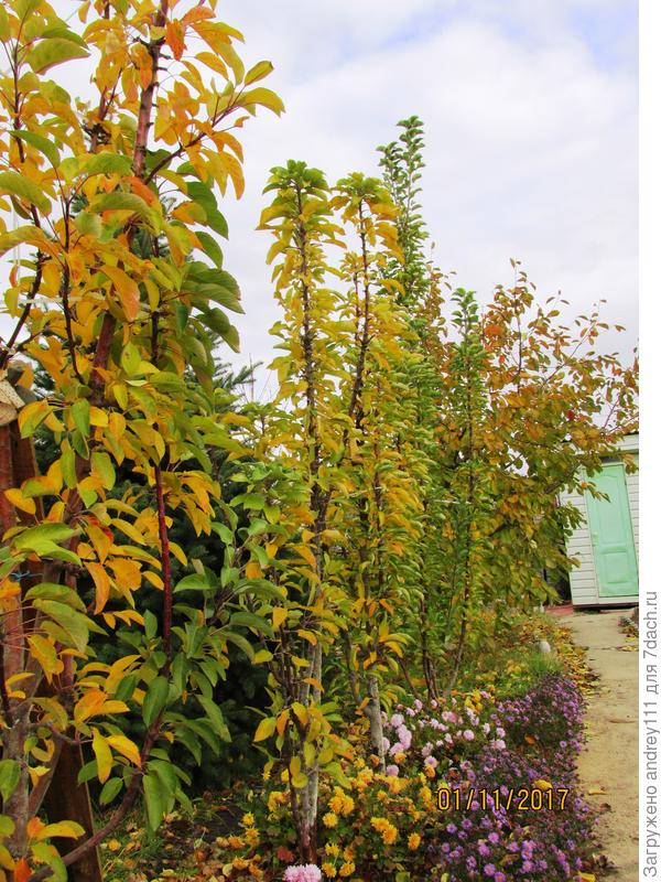 Осень на даче тоже может быть слегка золотая: