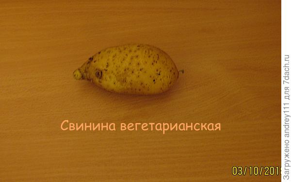 Бульба с поросячим геном?