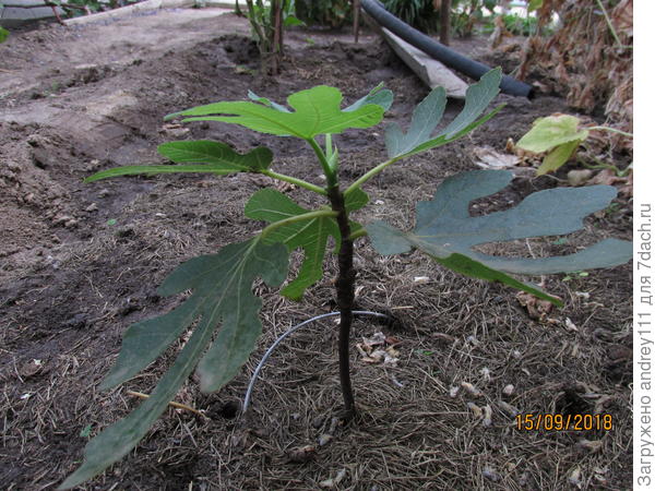 Было 5 листьев, теперь уже 7.