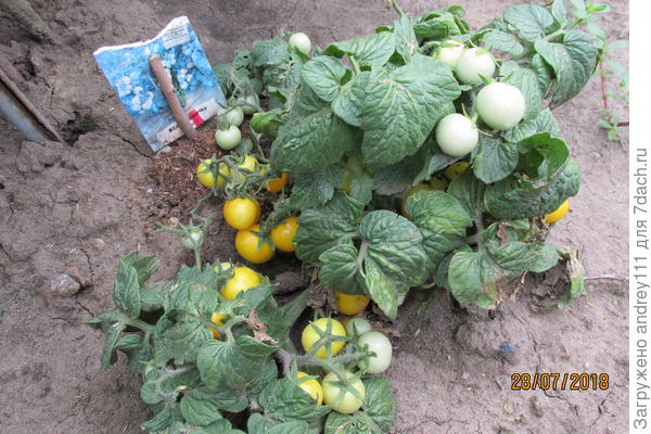 Желтая шапочка на грядке. Главное не наступить!