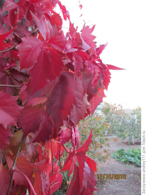 Заглянул к соседу через забор из девичьего винограда.