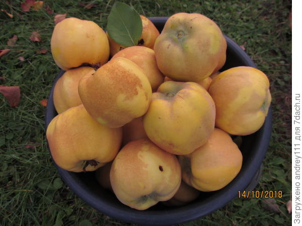 Вот таких пушистиков  8 ведер с 1 небольшого деревца айвы.