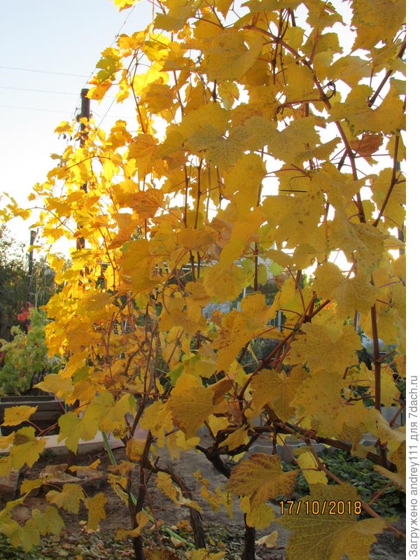 Ранний виноград скоро облетит. А на позднем лист еще только начал желтеть.