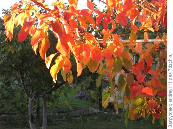 Мелба как всегда первая на выход. А айва за ней только-только начинает желтеть.