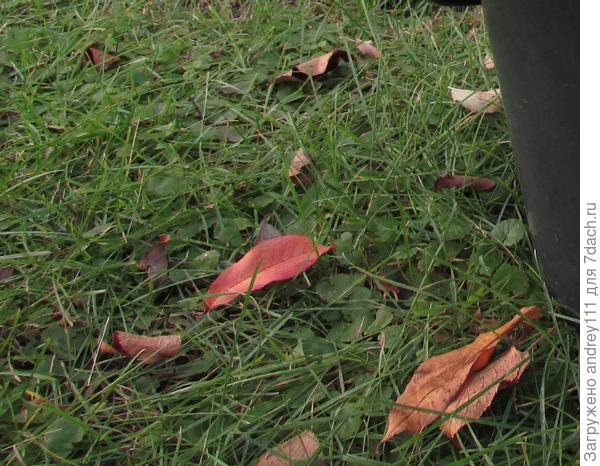 Одуванчики уже победила.