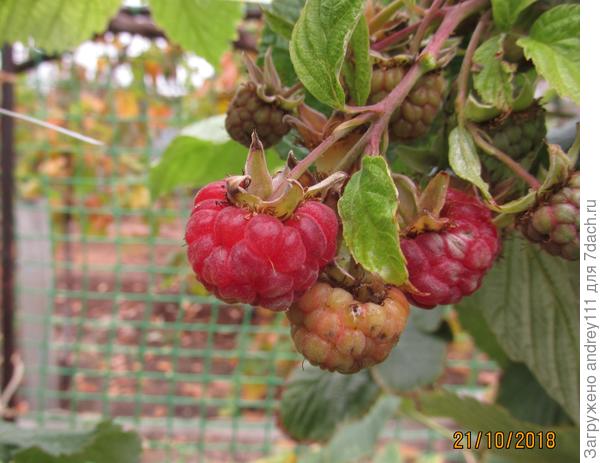 Малина уже не та...