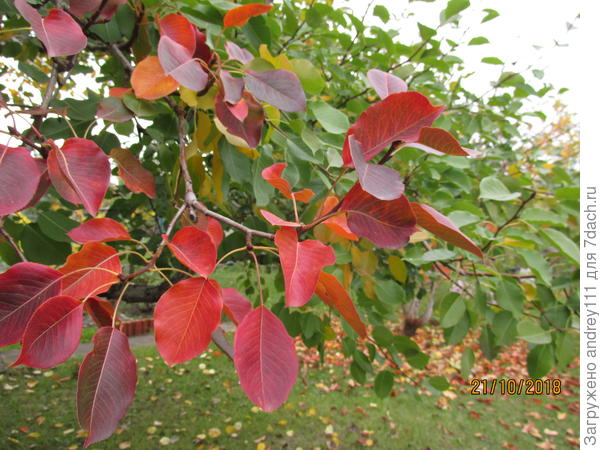 Эта ветка не просто так покраснела. Стыдно, ни одной груши на ней в этом году !