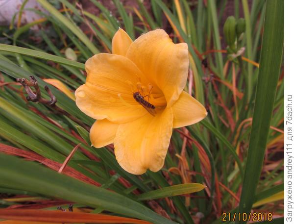 Есть шведский стол, есть и желающие перекусить.