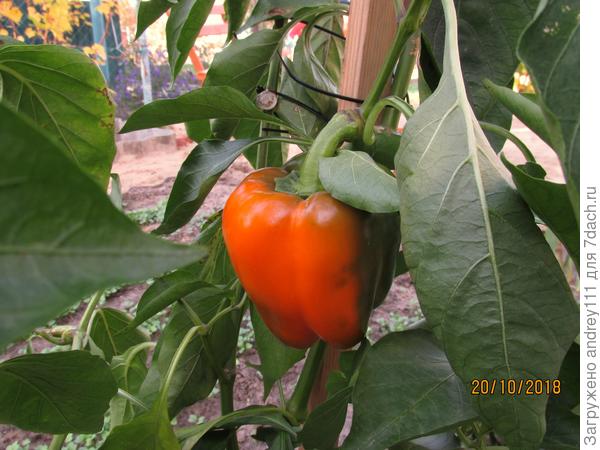 Этот почти успел. Этот почти поспел!